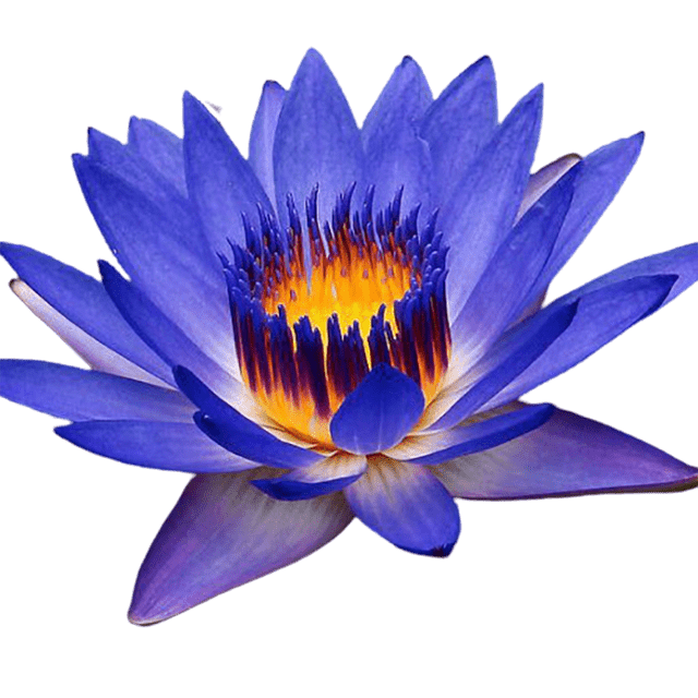 Blue Lotus Absolute - Soap & More