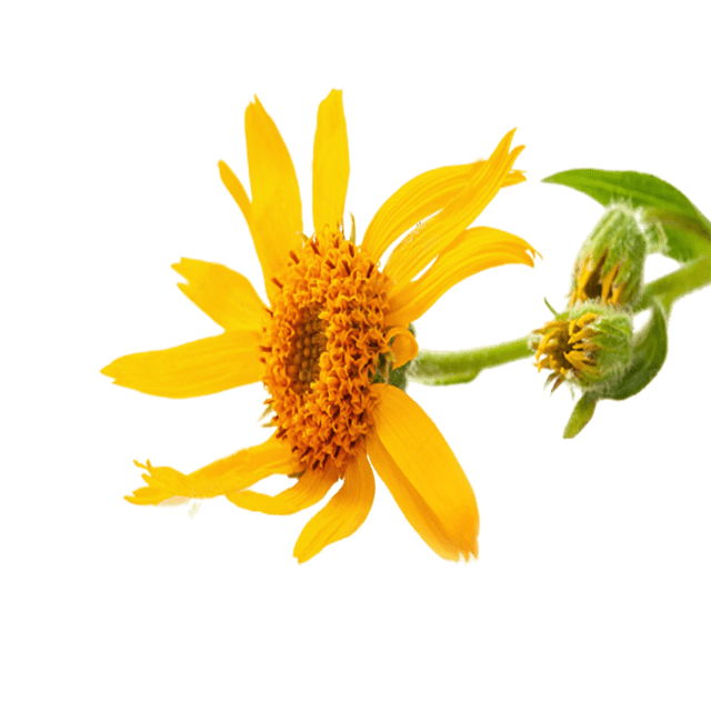 Arnica Flowers Pesticide Free - Soap supplies,Soap supplies Canada,Soap supplies Calgary, Soap making kit, Soap making kit Canada, Soap making kit Calgary, Do it yourself soap kit, Do it yourself soap kit Canada,  Do it yourself soap kit Calgary- Soap and More the Learning Centre Inc