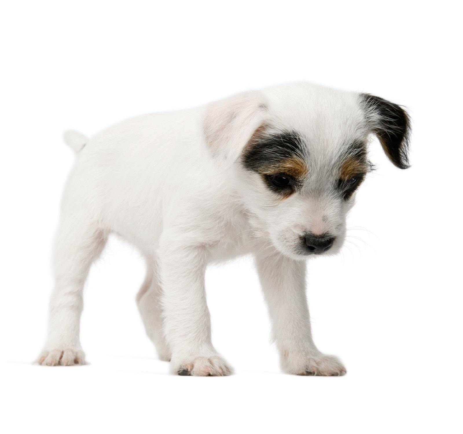 Some Essential Oils Bad for Dogs - Soap Making Supplies, Essential Oils, Fragrance Oils at Calgary, Alberta Soap and More the Learning Centre Inc in Canada