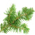 Balsam Fir Essential Oil