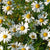 Chamomile Natural Fragrance Oil