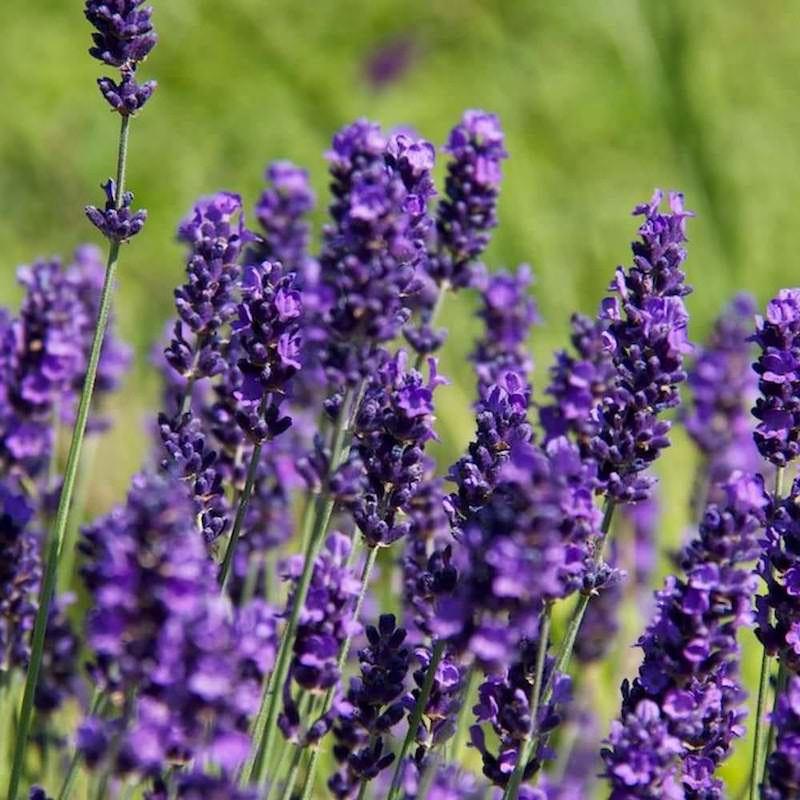 Lavender Natural Fragrance Oil