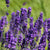 Lavender Natural Fragrance Oil