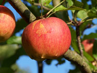 Foaming Apple Gentle Liquid Surfactant