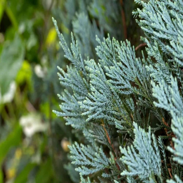Blue Cypress Essential Oil