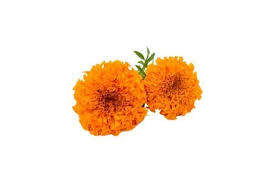 Marigold Glycerite Discontinued