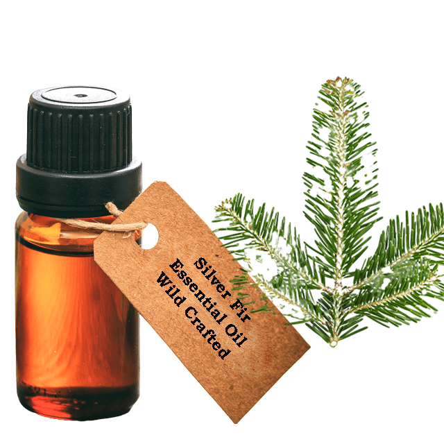 Silver Fir Essential Oil Wild Crafted - Soap supplies,Soap supplies Canada,Soap supplies Calgary, Soap making kit, Soap making kit Canada, Soap making kit Calgary, Do it yourself soap kit, Do it yourself soap kit Canada,  Do it yourself soap kit Calgary- Soap and More the Learning Centre Inc