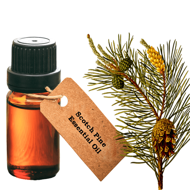 Scotch Pine Essential Oil - Soap supplies,Soap supplies Canada,Soap supplies Calgary, Soap making kit, Soap making kit Canada, Soap making kit Calgary, Do it yourself soap kit, Do it yourself soap kit Canada,  Do it yourself soap kit Calgary- Soap and More the Learning Centre Inc