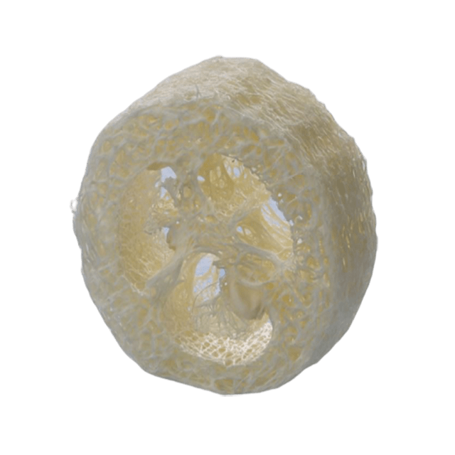 Loofah Slice - 7/8 Inch Thick with Variable Diameter - Soap supplies,Soap supplies Canada,Soap supplies Calgary, Soap making kit, Soap making kit Canada, Soap making kit Calgary, Do it yourself soap kit, Do it yourself soap kit Canada,  Do it yourself soap kit Calgary- Soap and More the Learning Centre Inc