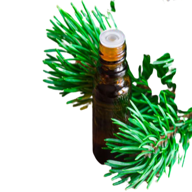 Fir Needle Essential Oil - Soap supplies,Soap supplies Canada,Soap supplies Calgary, Soap making kit, Soap making kit Canada, Soap making kit Calgary, Do it yourself soap kit, Do it yourself soap kit Canada,  Do it yourself soap kit Calgary- Soap and More the Learning Centre Inc