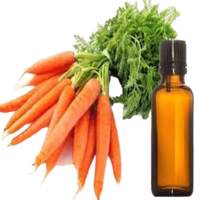 Carrot Seed Essential Oil - Soap supplies,Soap supplies Canada,Soap supplies Calgary, Soap making kit, Soap making kit Canada, Soap making kit Calgary, Do it yourself soap kit, Do it yourself soap kit Canada,  Do it yourself soap kit Calgary- Soap and More the Learning Centre Inc