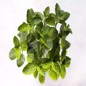 Spearmint Essential Oil - Soap supplies,Soap supplies Canada,Soap supplies Calgary, Soap making kit, Soap making kit Canada, Soap making kit Calgary, Do it yourself soap kit, Do it yourself soap kit Canada,  Do it yourself soap kit Calgary- Soap and More the Learning Centre Inc