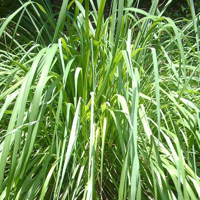 Citronella Essential Oil - Soap supplies,Soap supplies Canada,Soap supplies Calgary, Soap making kit, Soap making kit Canada, Soap making kit Calgary, Do it yourself soap kit, Do it yourself soap kit Canada,  Do it yourself soap kit Calgary- Soap and More the Learning Centre Inc