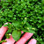 Chickweed Herb Pesticide Free - Soap supplies,Soap supplies Canada,Soap supplies Calgary, Soap making kit, Soap making kit Canada, Soap making kit Calgary, Do it yourself soap kit, Do it yourself soap kit Canada,  Do it yourself soap kit Calgary- Soap and More the Learning Centre Inc