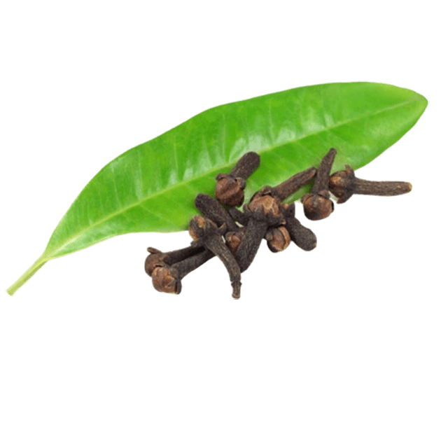 Clove Leaf Essential Oil - Soap supplies,Soap supplies Canada,Soap supplies Calgary, Soap making kit, Soap making kit Canada, Soap making kit Calgary, Do it yourself soap kit, Do it yourself soap kit Canada,  Do it yourself soap kit Calgary- Soap and More the Learning Centre Inc