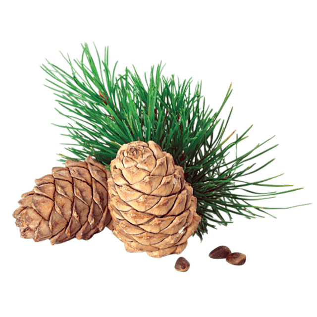 Cedarwood Texas Essential Oil - Soap supplies,Soap supplies Canada,Soap supplies Calgary, Soap making kit, Soap making kit Canada, Soap making kit Calgary, Do it yourself soap kit, Do it yourself soap kit Canada,  Do it yourself soap kit Calgary- Soap and More the Learning Centre Inc