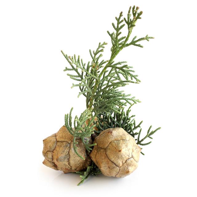 Cypress Essential Oil - Soap supplies,Soap supplies Canada,Soap supplies Calgary, Soap making kit, Soap making kit Canada, Soap making kit Calgary, Do it yourself soap kit, Do it yourself soap kit Canada,  Do it yourself soap kit Calgary- Soap and More the Learning Centre Inc