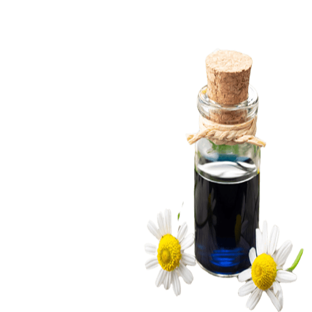 Chamomile, German Blue Organic Essential Oil, 10% - Soap supplies,Soap supplies Canada,Soap supplies Calgary, Soap making kit, Soap making kit Canada, Soap making kit Calgary, Do it yourself soap kit, Do it yourself soap kit Canada,  Do it yourself soap kit Calgary- Soap and More the Learning Centre Inc