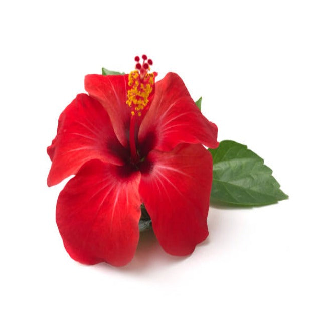 Hibiscus Seed Oil Pesticide Free