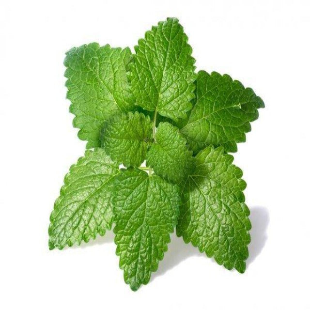 Melissa Lemon Balm Essential Oil Pestide Free - Soap supplies,Soap supplies Canada,Soap supplies Calgary, Soap making kit, Soap making kit Canada, Soap making kit Calgary, Do it yourself soap kit, Do it yourself soap kit Canada,  Do it yourself soap kit Calgary- Soap and More the Learning Centre Inc