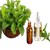 Patchouli, Dark Essential Oil Aged - Soap supplies,Soap supplies Canada,Soap supplies Calgary, Soap making kit, Soap making kit Canada, Soap making kit Calgary, Do it yourself soap kit, Do it yourself soap kit Canada,  Do it yourself soap kit Calgary- Soap and More the Learning Centre Inc
