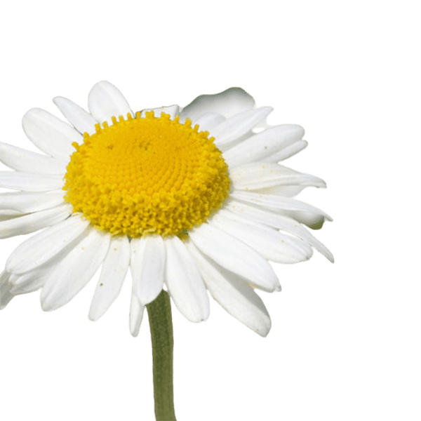 Chamomile, German Blue Essential Oil Organic - Soap & More