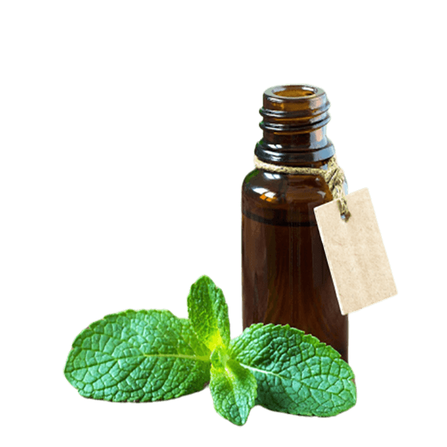 Spearmint Essential Oil - Soap supplies,Soap supplies Canada,Soap supplies Calgary, Soap making kit, Soap making kit Canada, Soap making kit Calgary, Do it yourself soap kit, Do it yourself soap kit Canada,  Do it yourself soap kit Calgary- Soap and More the Learning Centre Inc