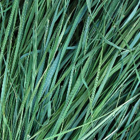 Sweet Grass Fragrance Oil - Soap supplies,Soap supplies Canada,Soap supplies Calgary, Soap making kit, Soap making kit Canada, Soap making kit Calgary, Do it yourself soap kit, Do it yourself soap kit Canada,  Do it yourself soap kit Calgary- Soap and More the Learning Centre Inc