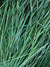 Sweet Grass Fragrance Oil - Soap supplies,Soap supplies Canada,Soap supplies Calgary, Soap making kit, Soap making kit Canada, Soap making kit Calgary, Do it yourself soap kit, Do it yourself soap kit Canada,  Do it yourself soap kit Calgary- Soap and More the Learning Centre Inc