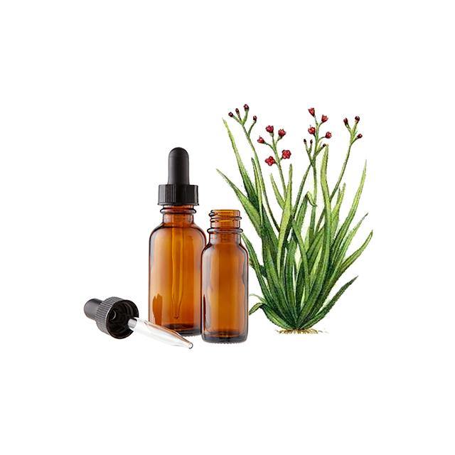Palmarosa Essential Oil - Soap supplies,Soap supplies Canada,Soap supplies Calgary, Soap making kit, Soap making kit Canada, Soap making kit Calgary, Do it yourself soap kit, Do it yourself soap kit Canada,  Do it yourself soap kit Calgary- Soap and More the Learning Centre Inc