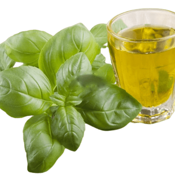 Basil Essential Oil