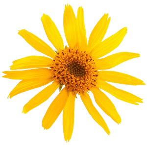 Arnica Infused in Organic Sunflower Oil - Soap supplies,Soap supplies Canada,Soap supplies Calgary, Soap making kit, Soap making kit Canada, Soap making kit Calgary, Do it yourself soap kit, Do it yourself soap kit Canada,  Do it yourself soap kit Calgary- Soap and More the Learning Centre Inc