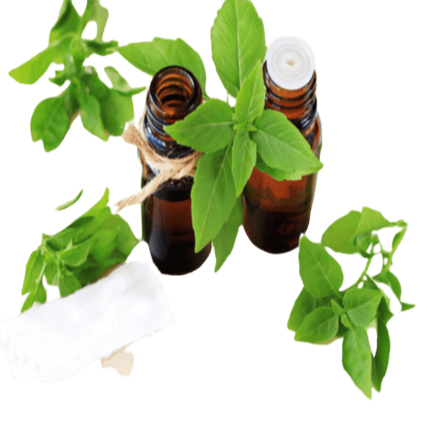 Basil Essential Oil