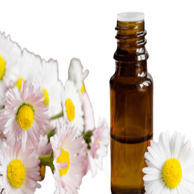 Chamomile, Roman Essential Oil, 10% - Soap supplies,Soap supplies Canada,Soap supplies Calgary, Soap making kit, Soap making kit Canada, Soap making kit Calgary, Do it yourself soap kit, Do it yourself soap kit Canada,  Do it yourself soap kit Calgary- Soap and More the Learning Centre Inc