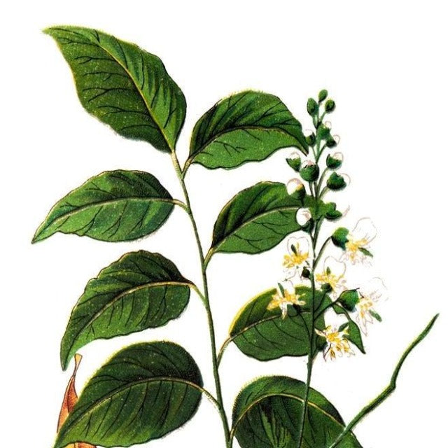 Balsam Peru Essential Oil - Soap supplies,Soap supplies Canada,Soap supplies Calgary, Soap making kit, Soap making kit Canada, Soap making kit Calgary, Do it yourself soap kit, Do it yourself soap kit Canada,  Do it yourself soap kit Calgary- Soap and More the Learning Centre Inc