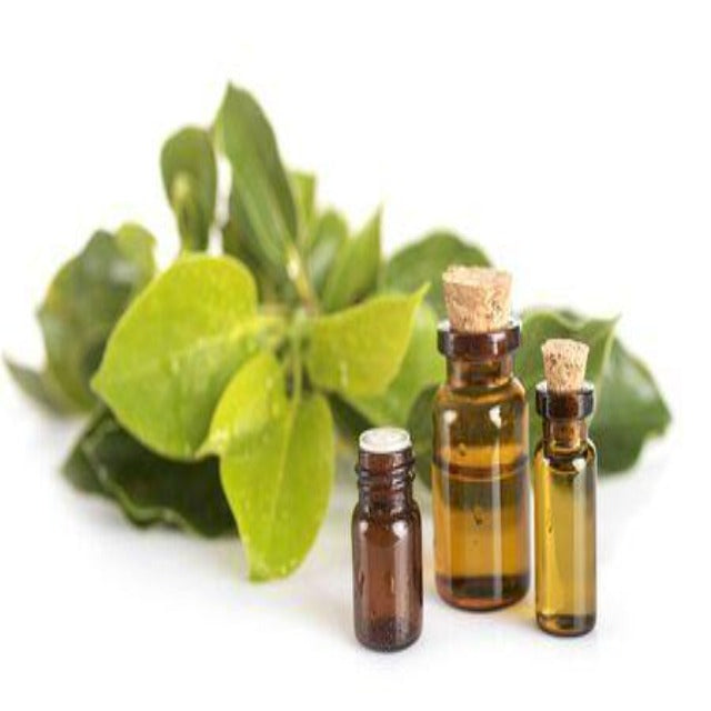 Camphor White Essential Oil - Soap supplies,Soap supplies Canada,Soap supplies Calgary, Soap making kit, Soap making kit Canada, Soap making kit Calgary, Do it yourself soap kit, Do it yourself soap kit Canada,  Do it yourself soap kit Calgary- Soap and More the Learning Centre Inc