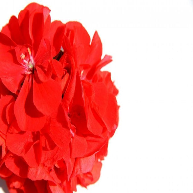 Carnation Absolute Pesticide Free - Soap supplies,Soap supplies Canada,Soap supplies Calgary, Soap making kit, Soap making kit Canada, Soap making kit Calgary, Do it yourself soap kit, Do it yourself soap kit Canada,  Do it yourself soap kit Calgary- Soap and More the Learning Centre Inc