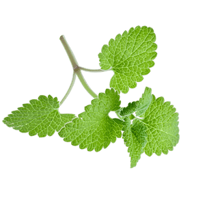 Catnip Essential Oil Canada 80% Nepetalactone - Soap supplies,Soap supplies Canada,Soap supplies Calgary, Soap making kit, Soap making kit Canada, Soap making kit Calgary, Do it yourself soap kit, Do it yourself soap kit Canada,  Do it yourself soap kit Calgary- Soap and More the Learning Centre Inc
