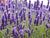 Lavender Hydrosol - Soap supplies,Soap supplies Canada,Soap supplies Calgary, Soap making kit, Soap making kit Canada, Soap making kit Calgary, Do it yourself soap kit, Do it yourself soap kit Canada,  Do it yourself soap kit Calgary- Soap and More the Learning Centre Inc