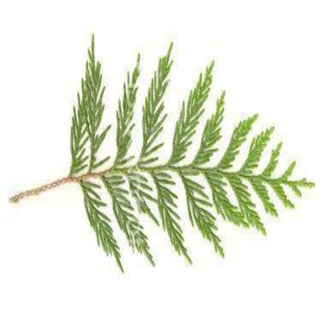 Cedar Leaf Thuja Essential Oil Pesticide Free - Soap supplies,Soap supplies Canada,Soap supplies Calgary, Soap making kit, Soap making kit Canada, Soap making kit Calgary, Do it yourself soap kit, Do it yourself soap kit Canada,  Do it yourself soap kit Calgary- Soap and More the Learning Centre Inc
