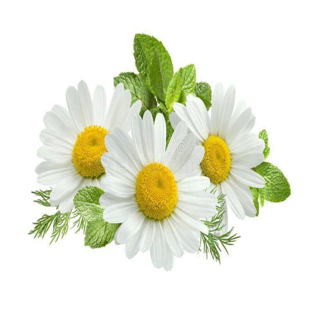 Chamomile, German Blue Organic Essential Oil - Soap supplies,Soap supplies Canada,Soap supplies Calgary, Soap making kit, Soap making kit Canada, Soap making kit Calgary, Do it yourself soap kit, Do it yourself soap kit Canada,  Do it yourself soap kit Calgary- Soap and More the Learning Centre Inc