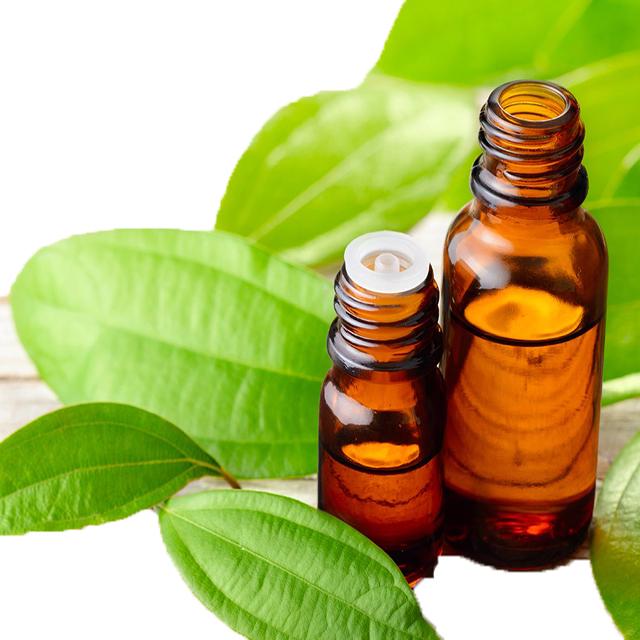 Cinnamon Leaf - Soap supplies,Soap supplies Canada,Soap supplies Calgary, Soap making kit, Soap making kit Canada, Soap making kit Calgary, Do it yourself soap kit, Do it yourself soap kit Canada,  Do it yourself soap kit Calgary- Soap and More the Learning Centre Inc