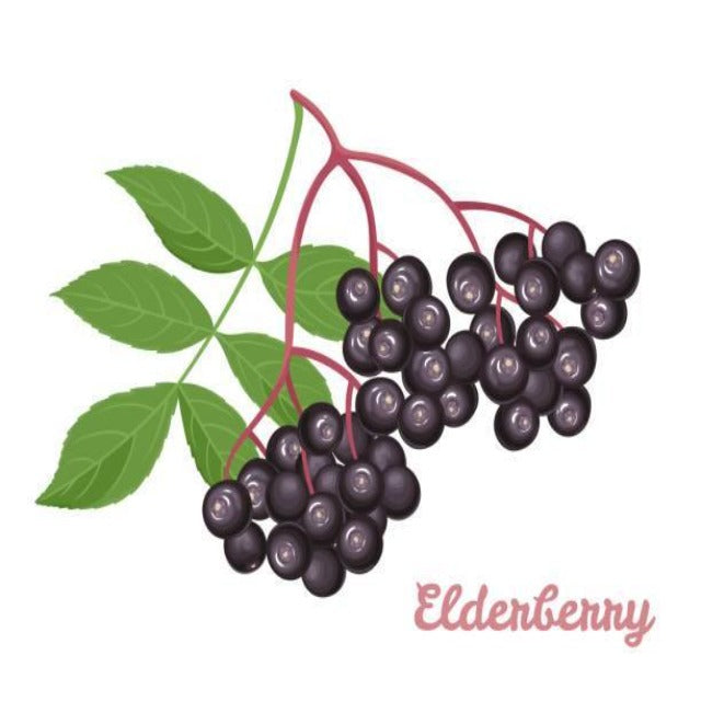 Elderberry Seed Oil Virgin Pesticide Free - Soap supplies,Soap supplies Canada,Soap supplies Calgary, Soap making kit, Soap making kit Canada, Soap making kit Calgary, Do it yourself soap kit, Do it yourself soap kit Canada,  Do it yourself soap kit Calgary- Soap and More the Learning Centre Inc