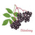 Elderberry Seed Oil Virgin Pesticide Free - Soap supplies,Soap supplies Canada,Soap supplies Calgary, Soap making kit, Soap making kit Canada, Soap making kit Calgary, Do it yourself soap kit, Do it yourself soap kit Canada,  Do it yourself soap kit Calgary- Soap and More the Learning Centre Inc