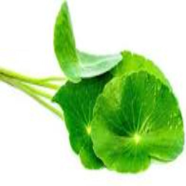 Gotu Kola Extract Powder 70%