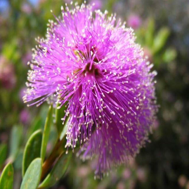 Honey Myrtle Essential Oil - Soap supplies,Soap supplies Canada,Soap supplies Calgary, Soap making kit, Soap making kit Canada, Soap making kit Calgary, Do it yourself soap kit, Do it yourself soap kit Canada,  Do it yourself soap kit Calgary- Soap and More the Learning Centre Inc