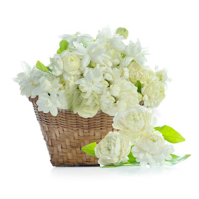 Jasmine Buds Pesticide Free - Soap supplies,Soap supplies Canada,Soap supplies Calgary, Soap making kit, Soap making kit Canada, Soap making kit Calgary, Do it yourself soap kit, Do it yourself soap kit Canada,  Do it yourself soap kit Calgary- Soap and More the Learning Centre Inc