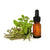 Marjoram, Spanish Essential Oil - Soap supplies,Soap supplies Canada,Soap supplies Calgary, Soap making kit, Soap making kit Canada, Soap making kit Calgary, Do it yourself soap kit, Do it yourself soap kit Canada,  Do it yourself soap kit Calgary- Soap and More the Learning Centre Inc