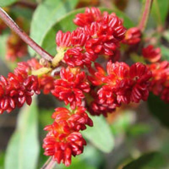 Mastic Essential Oil Non Pesticede - Soap supplies,Soap supplies Canada,Soap supplies Calgary, Soap making kit, Soap making kit Canada, Soap making kit Calgary, Do it yourself soap kit, Do it yourself soap kit Canada,  Do it yourself soap kit Calgary- Soap and More the Learning Centre Inc