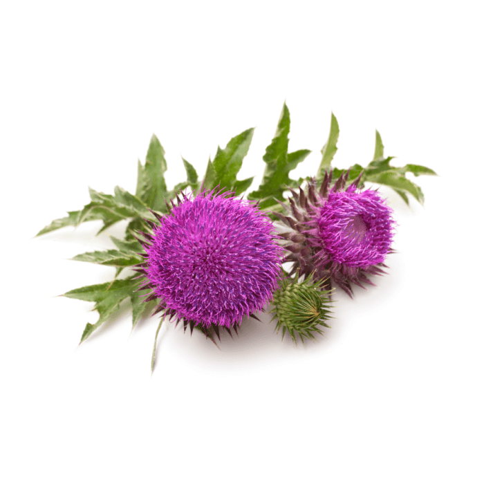 Milk Thistle Oil - Soap supplies,Soap supplies Canada,Soap supplies Calgary, Soap making kit, Soap making kit Canada, Soap making kit Calgary, Do it yourself soap kit, Do it yourself soap kit Canada,  Do it yourself soap kit Calgary- Soap and More the Learning Centre Inc
